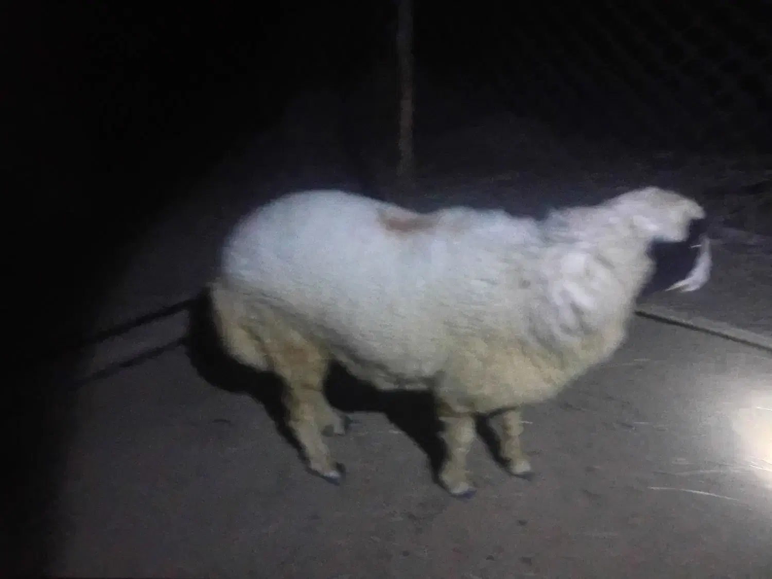 یک عدد بره نر اصل چاق و سرحال|حیوانات مزرعه|میناب, |دیوار