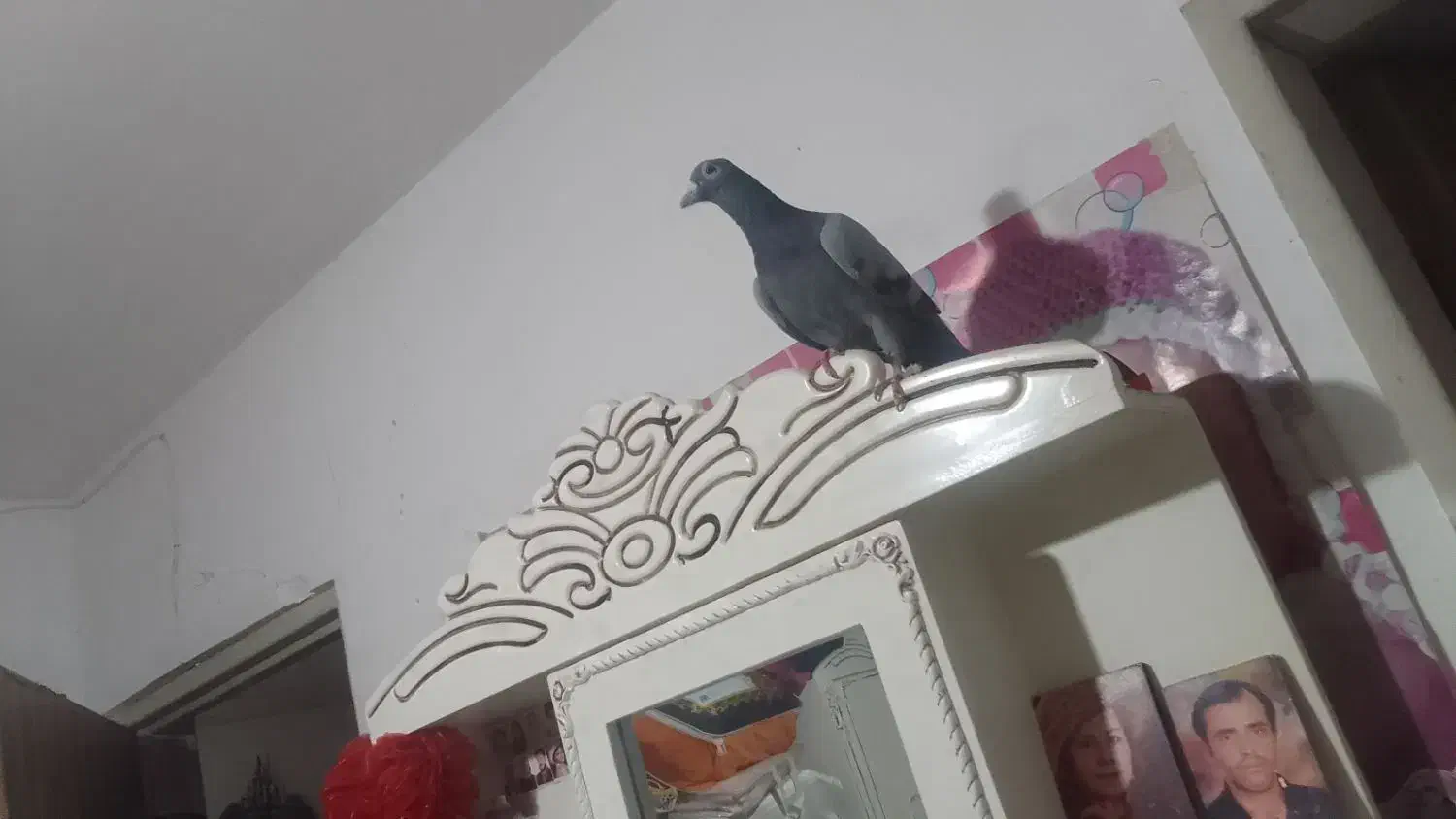 کبوتر زیبا|پرنده|نیشابور, هفده شهریور|دیوار