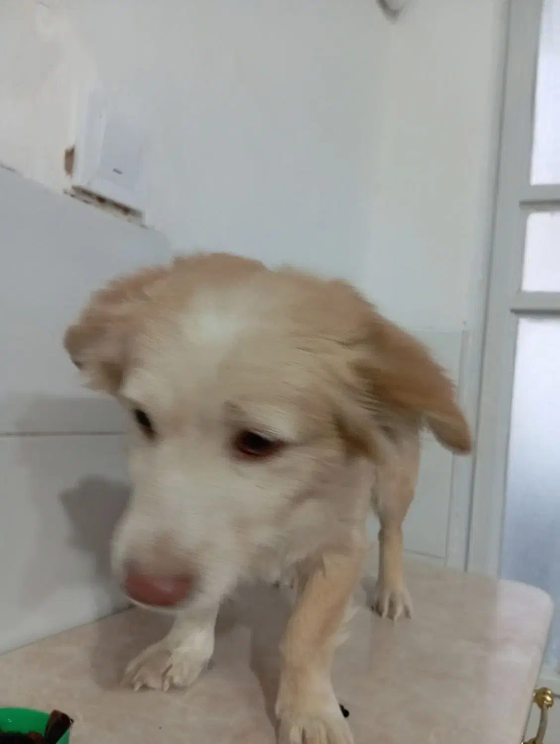 سگ روباهی|سگ|مهریز, |دیوار