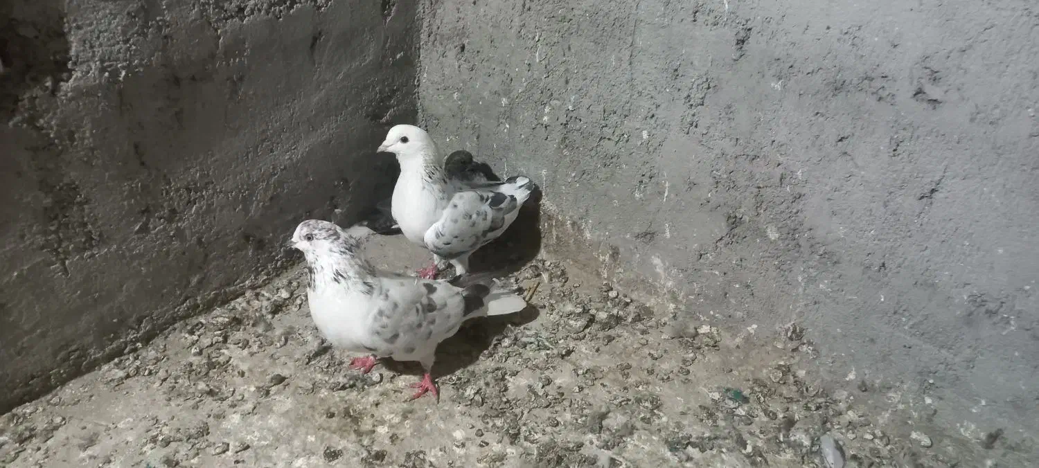 حیوان|پرنده|گمیشان, |دیوار