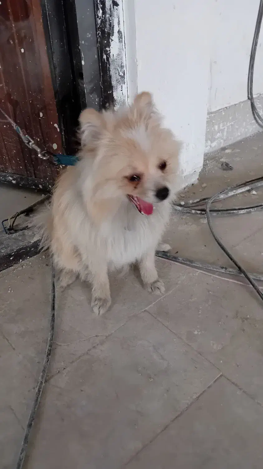 فروشی|سگ|پردیس, فاز ۵|دیوار