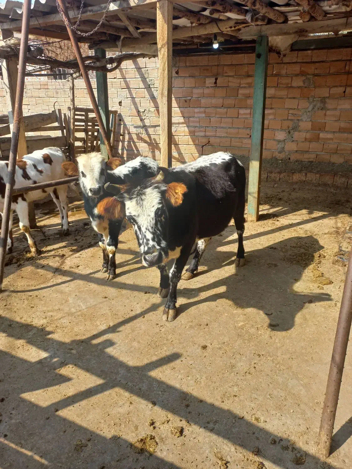 گاو با گوساله|حیوانات مزرعه|گرگان, |دیوار