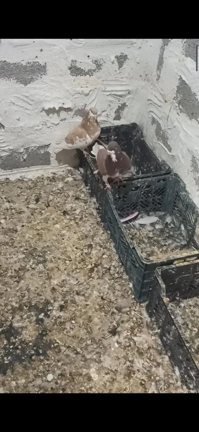 پرنده کفتر|پرنده|خنج, |دیوار