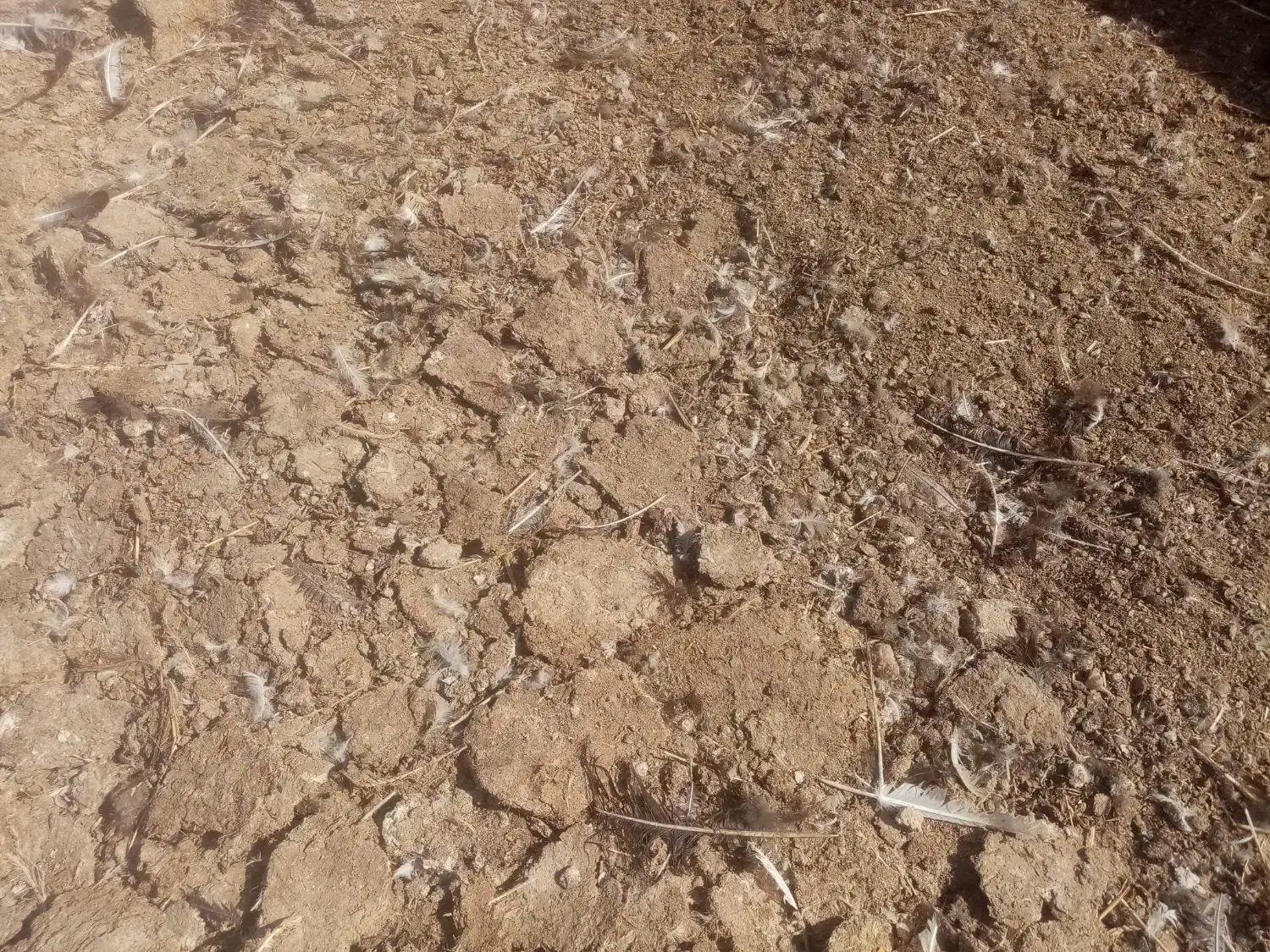 کود بوقلمون گوشتی|خدمات باغبانی و درختکاری|دشتابی, |دیوار