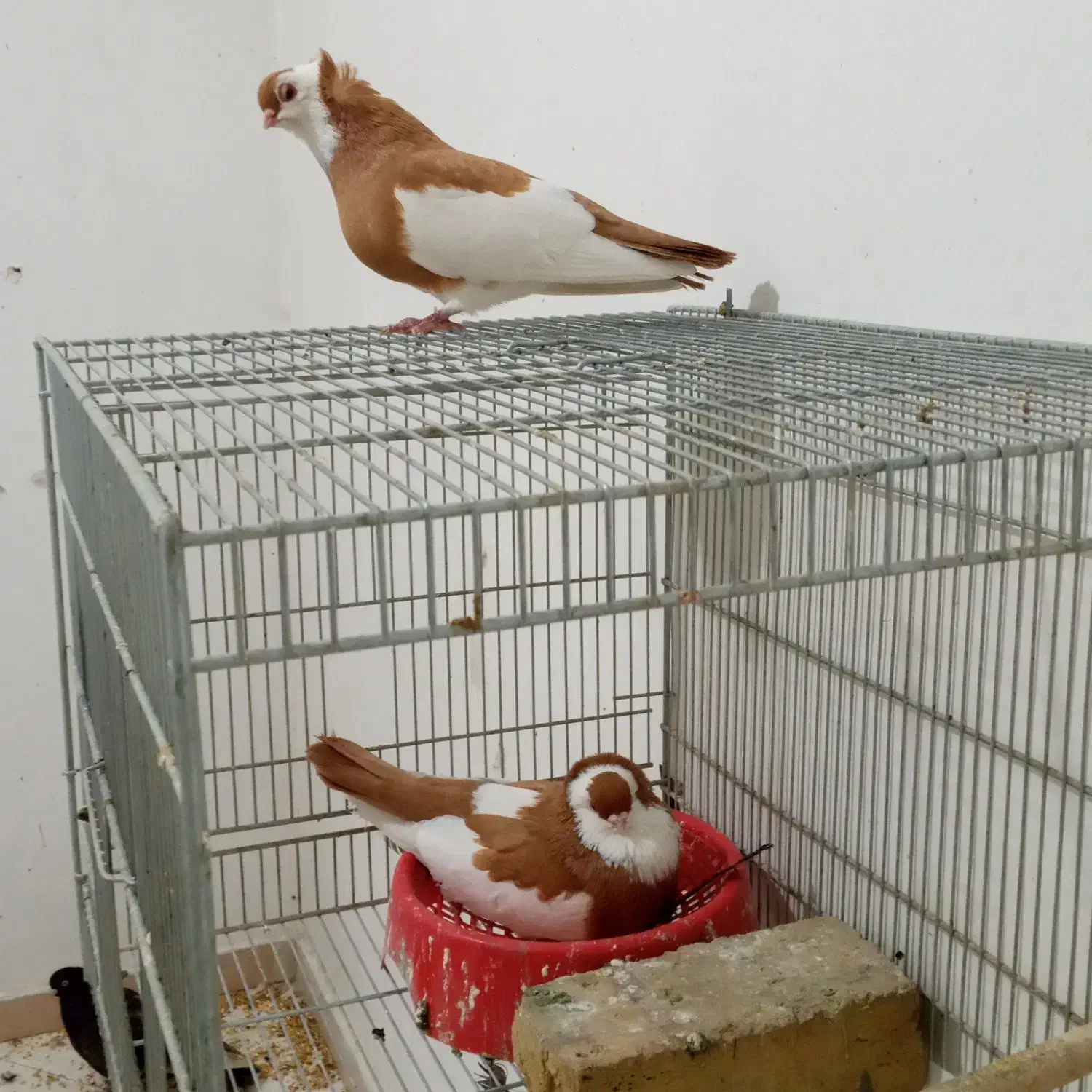 کبوتر|پرنده|اصفهان, لیمجیر|دیوار