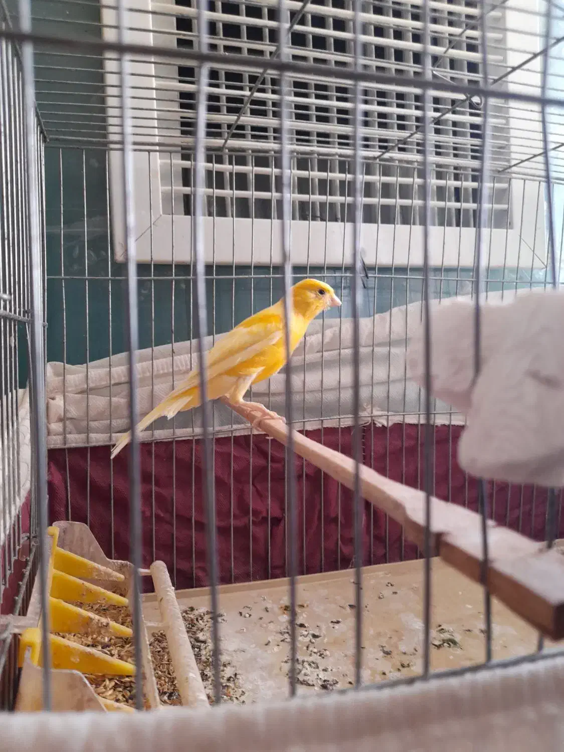 قناری نرطلایی بخون|پرنده|بروجن, |دیوار