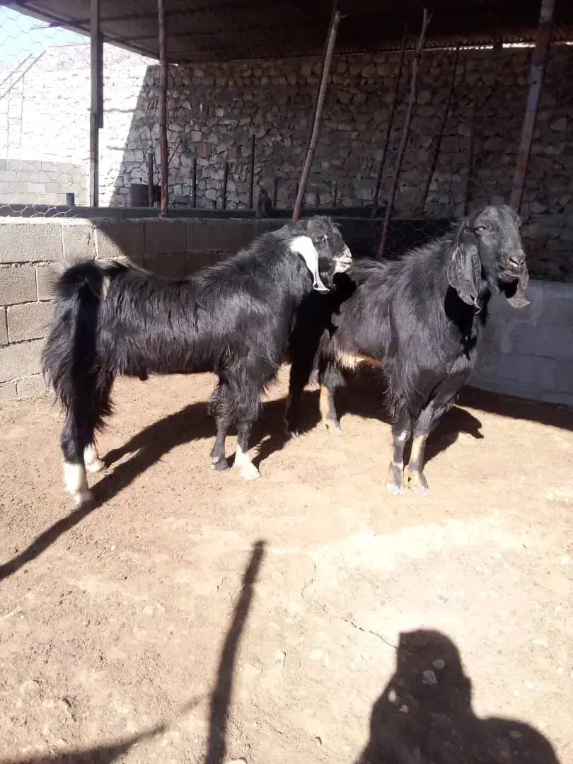 دوتا پازن درجه یک|حیوانات مزرعه|باشت, |دیوار