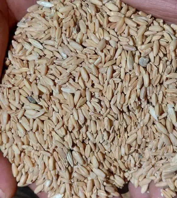 گندم برای دام|حیوانات مزرعه|زالیان, |دیوار