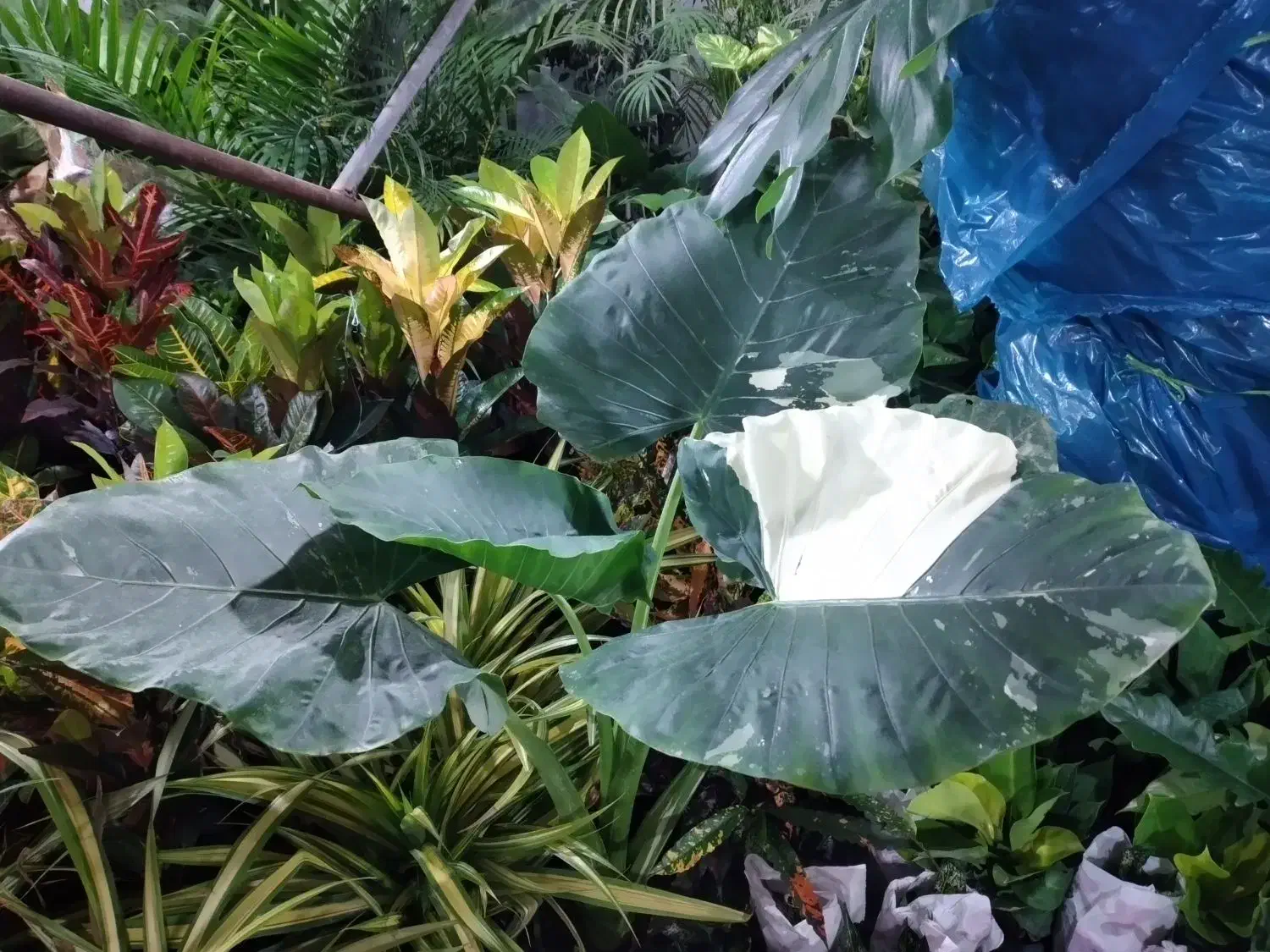 گل لوکس|گل و گیاه طبیعی|شیراز, میرزاکوچک خان|دیوار