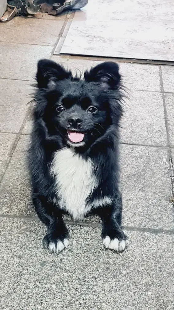 سگ بازیگوش|حیوانات|تهران, قیام|دیوار