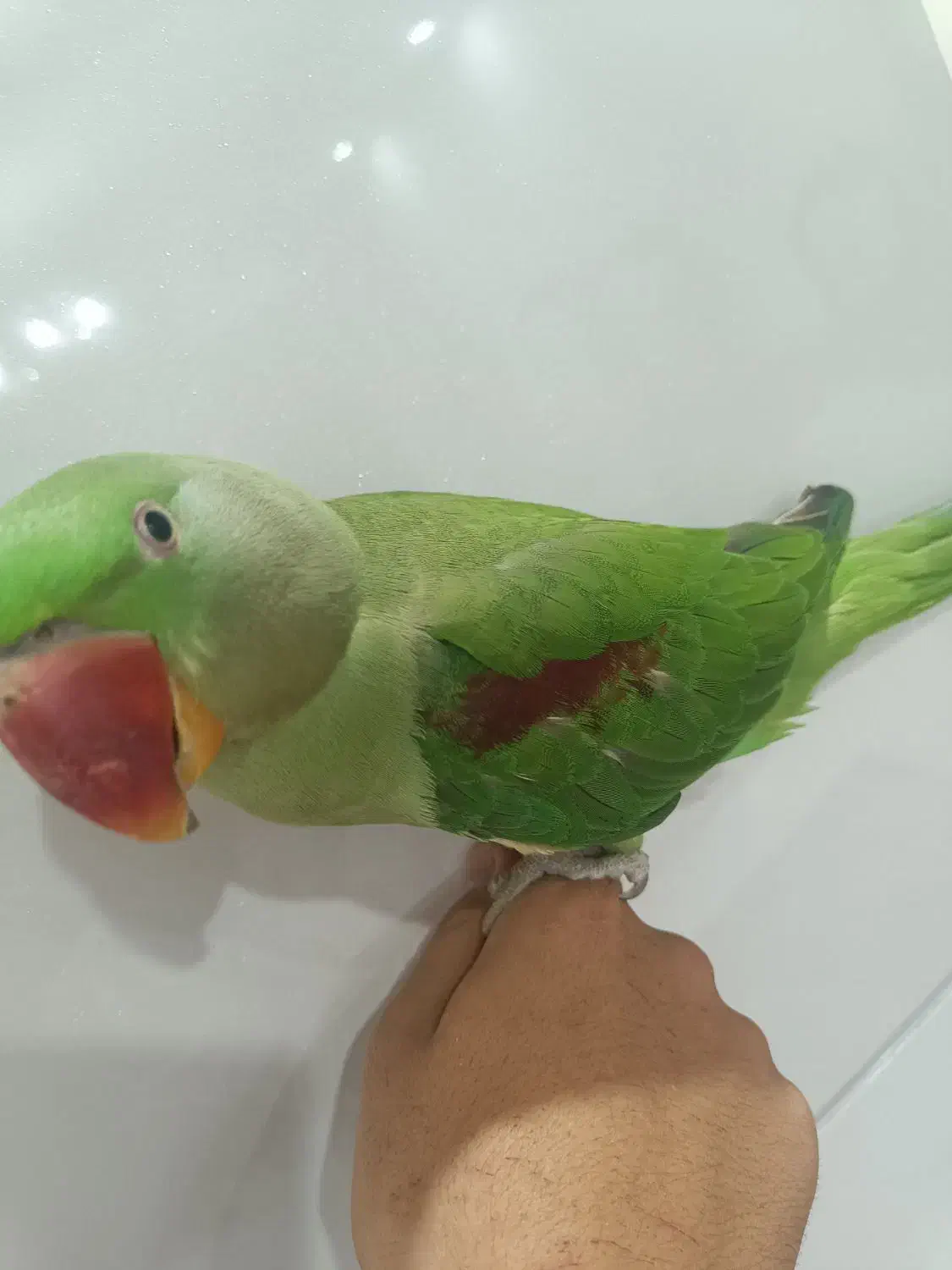 شاه طوطی نر|پرنده|ملارد, |دیوار