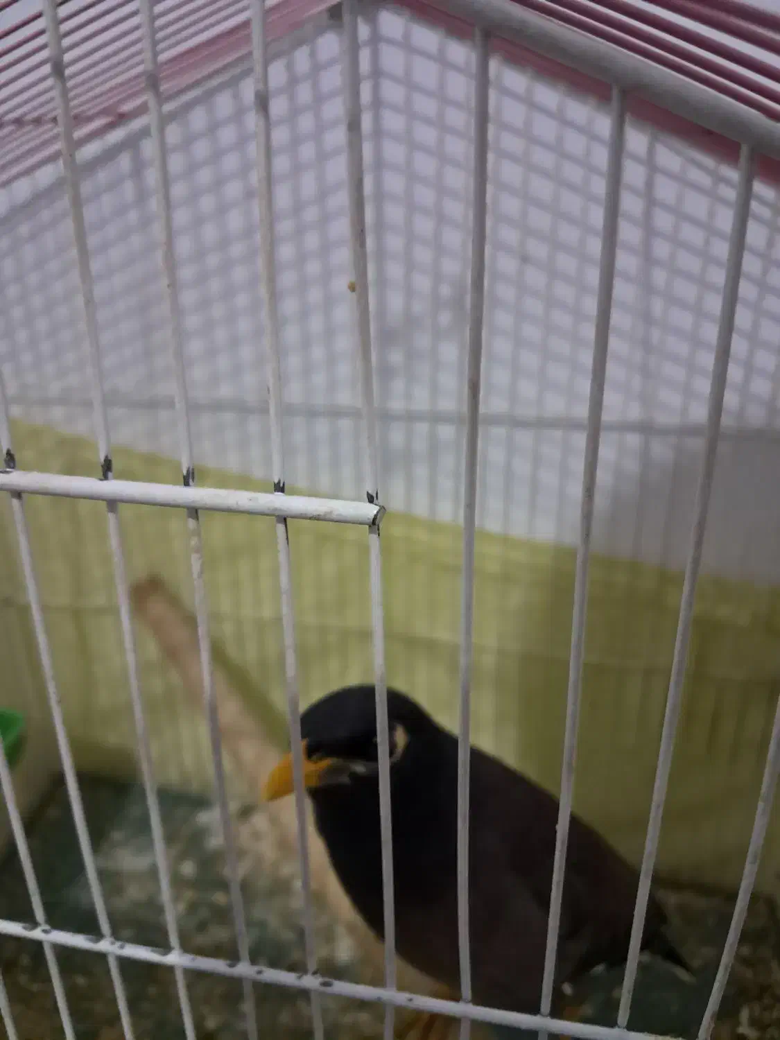 مرغ مینا|پرنده|کرج, باغستان|دیوار