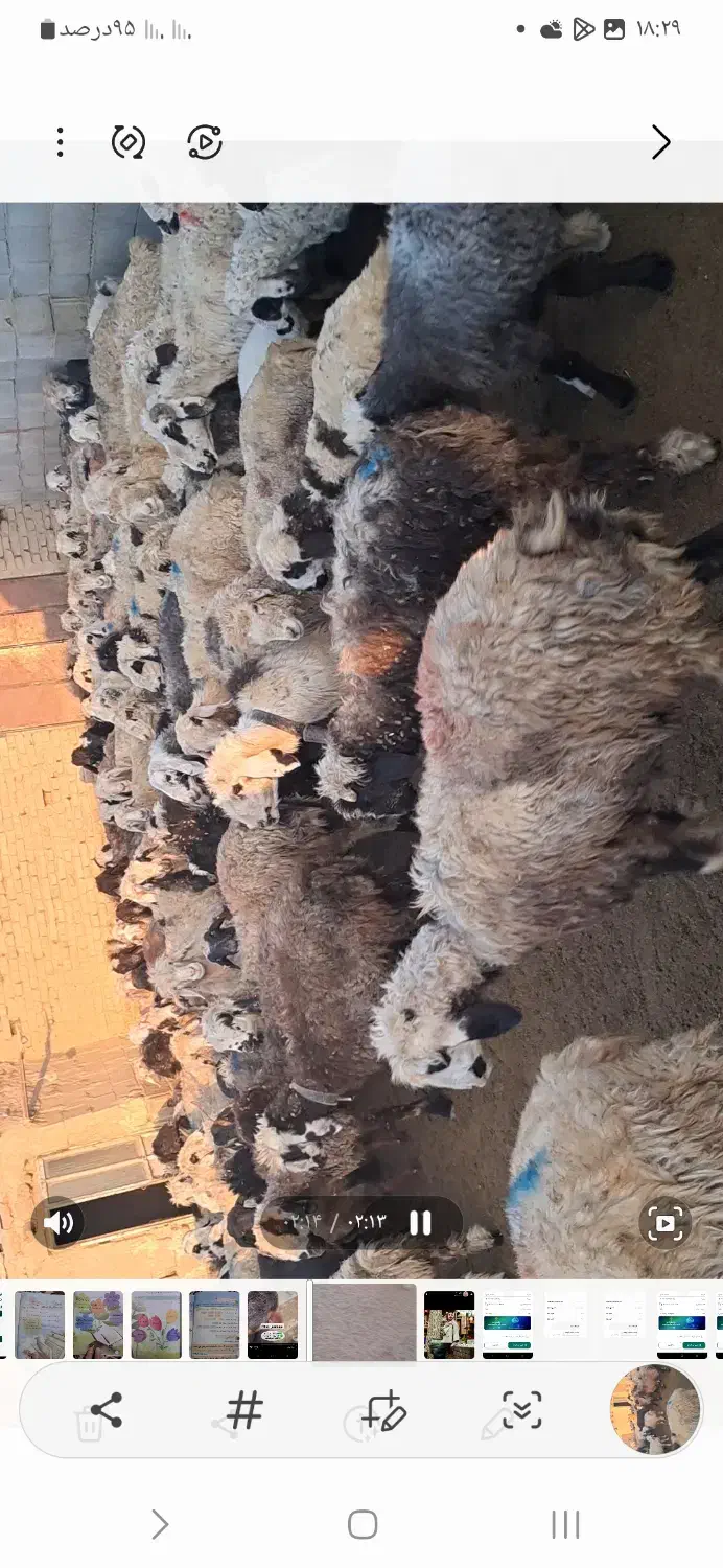 ۱۴۰ راس گوسفند|حیوانات مزرعه|آباده, |دیوار