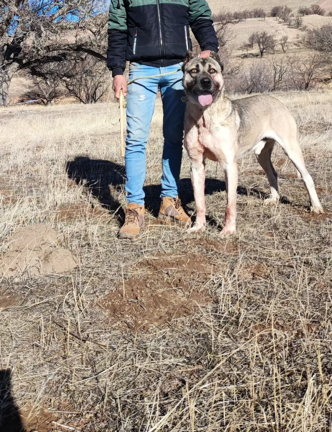 سراب|سگ|قزوین, |دیوار