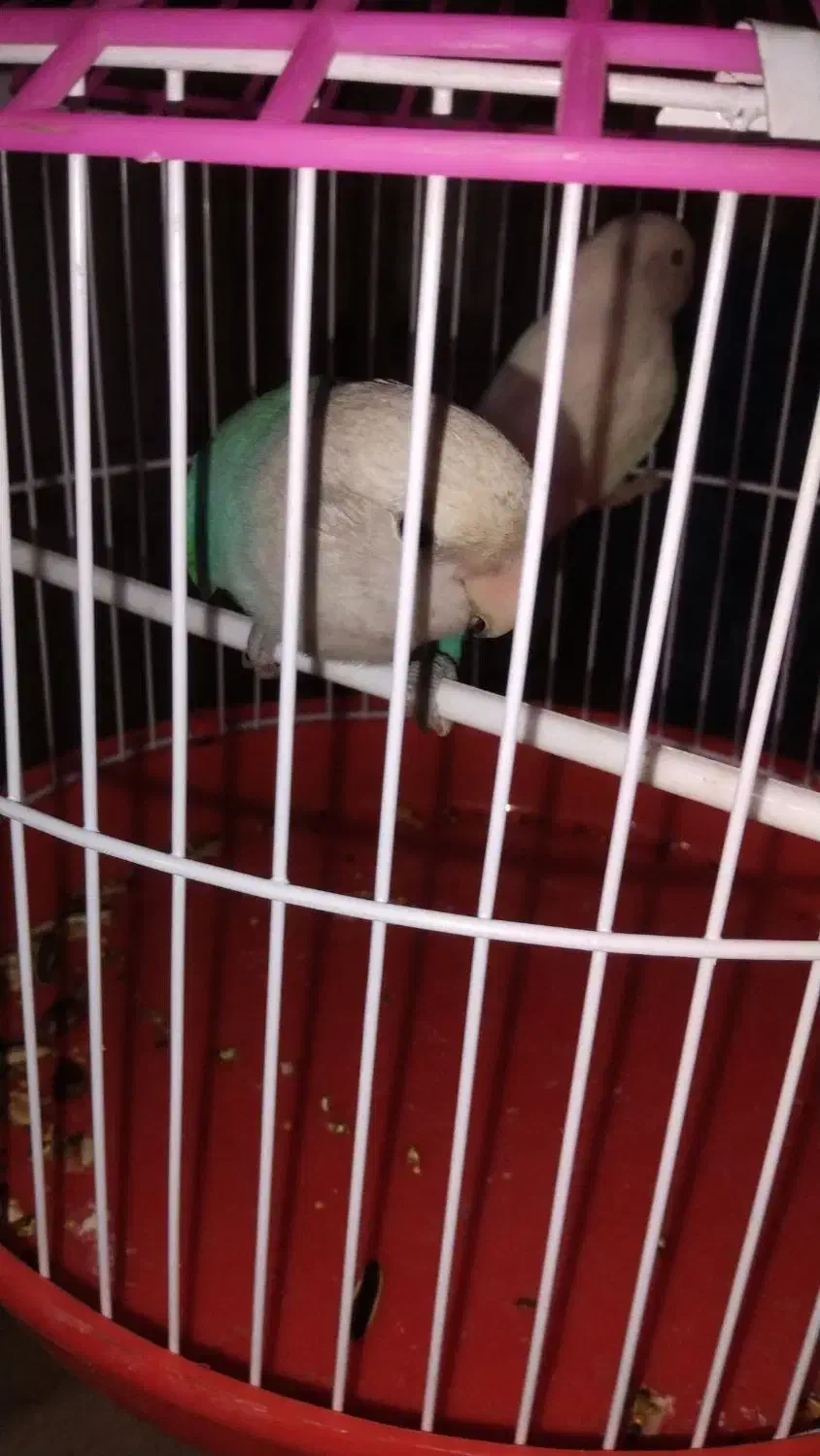 یک جفت طوطی کوتوله آماده تخم|پرنده|ایرانشهر, |دیوار