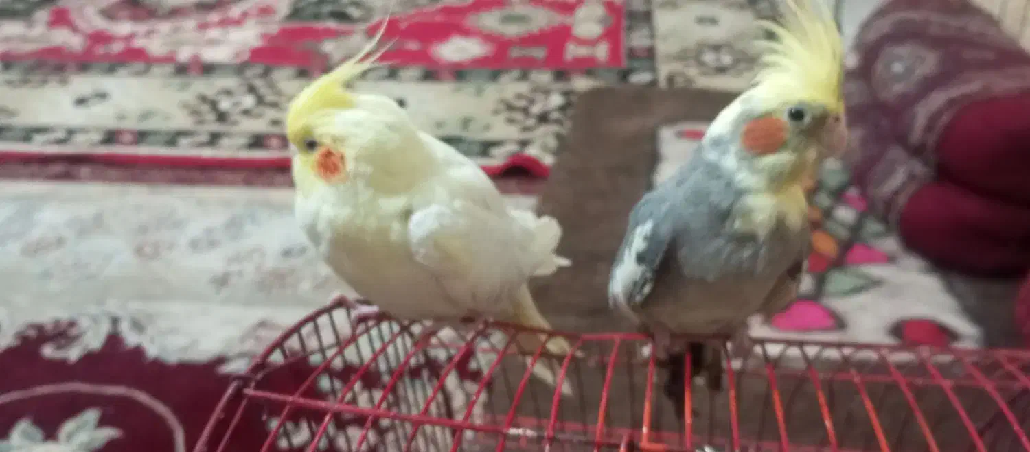 دو عدد عروس جوان سرحال دستی دستی|پرنده|شهرضا, |دیوار