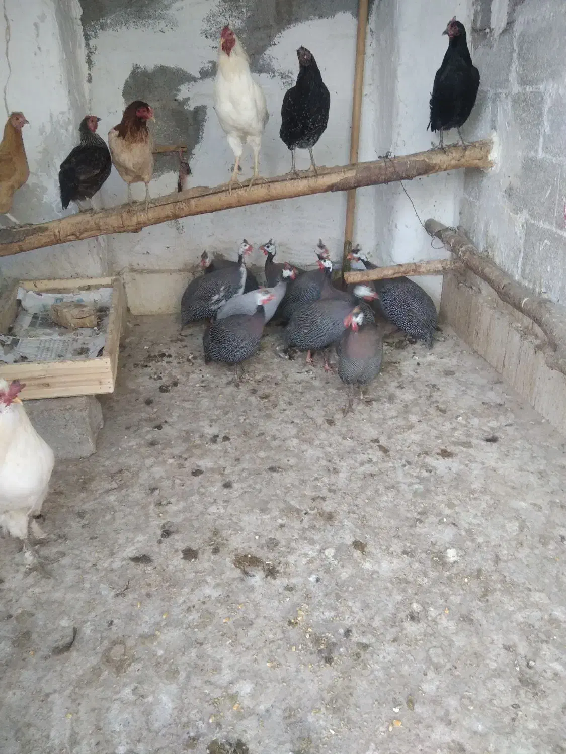 مرغ خروس محلی و مرغ شاخدار/هندی/|حیوانات مزرعه|لامرد, |دیوار