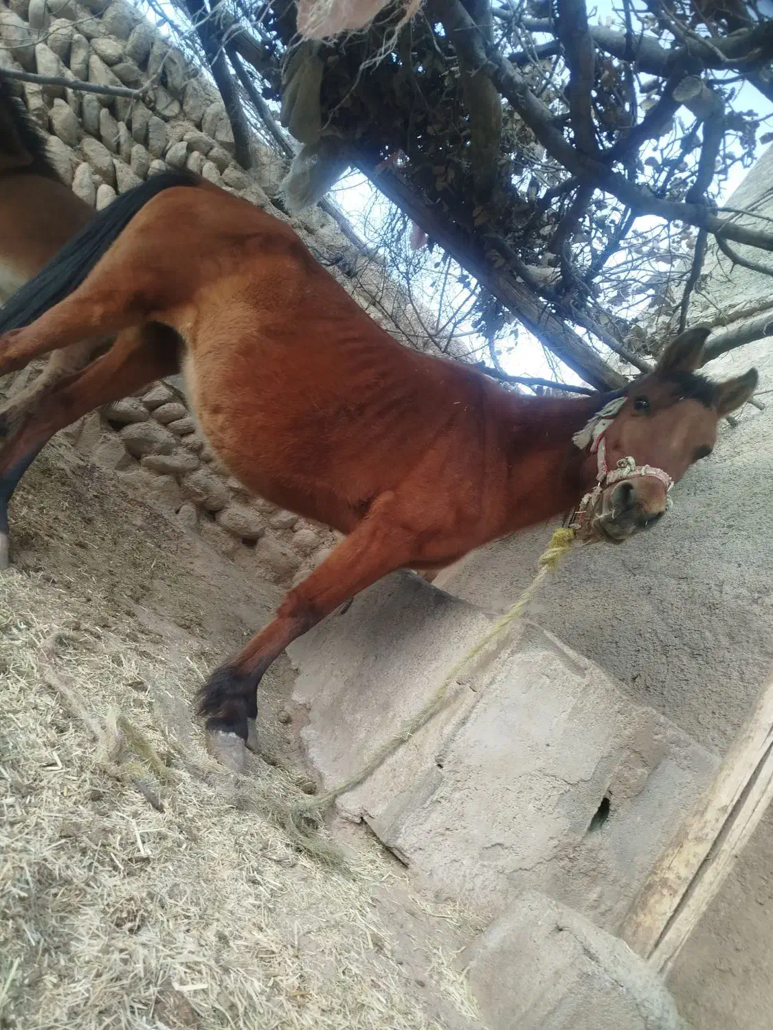 مادیون وقاطر|اسب و تجهیزات اسبسواری|لردگان, |دیوار