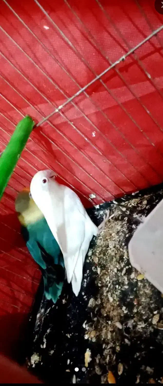 ....|پرنده|هندیجان, |دیوار