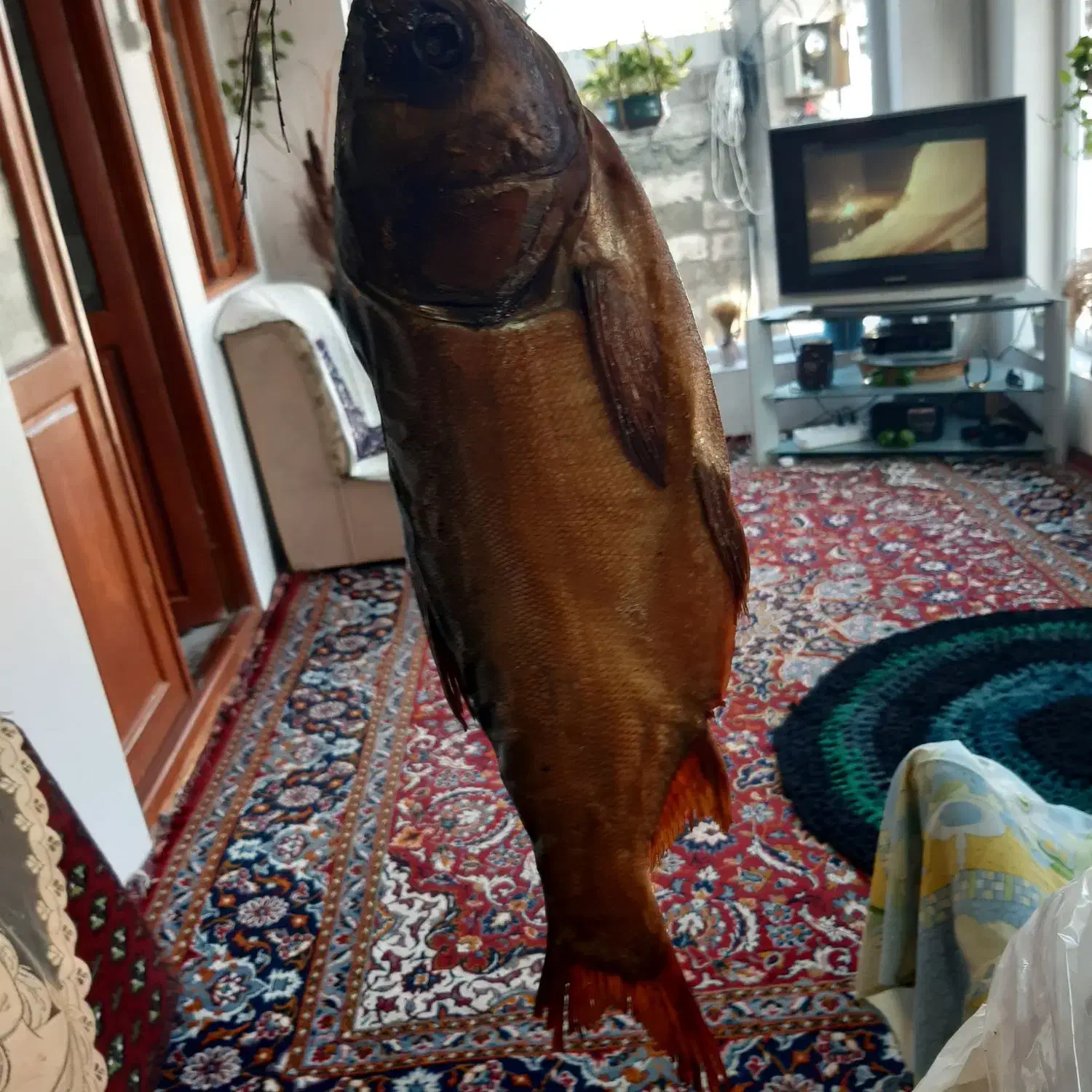 ماهی دودی بیگت|ماهی|بندر انزلی, سوسر|دیوار