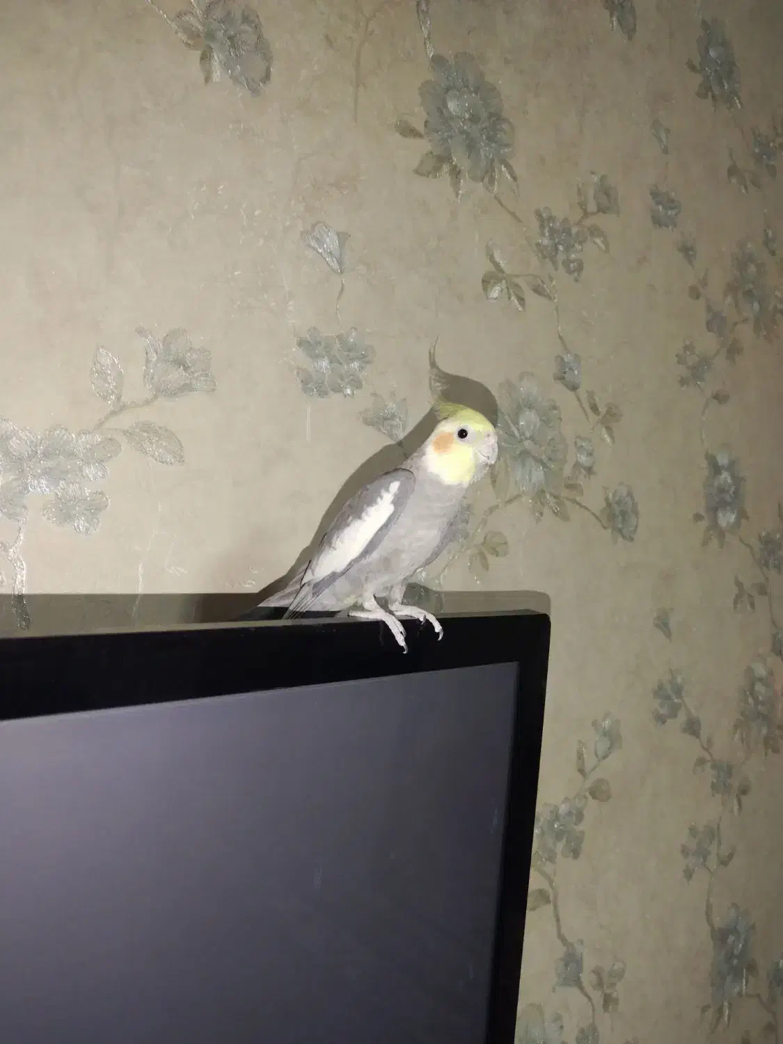 عروس هلندی نر اماده|پرنده|گلستان (تهران), |دیوار