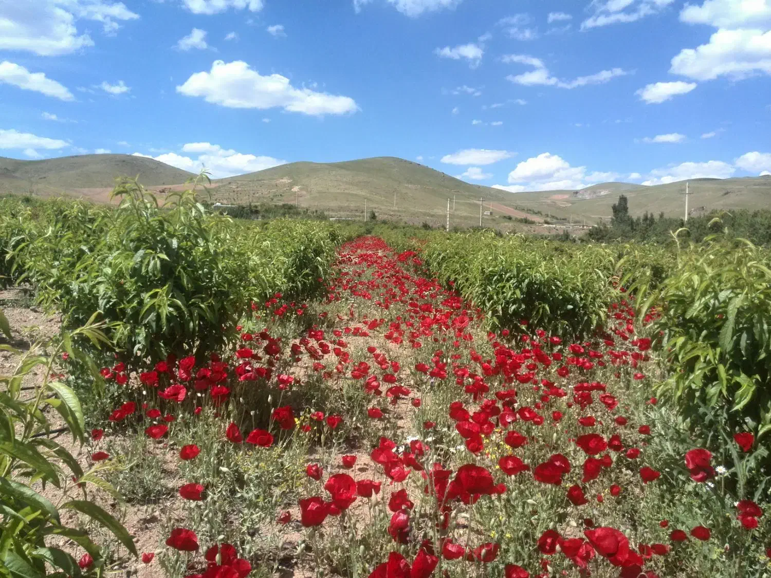 زمین کشاورزی|فروش دفتر صنعتی، کشاورزی، تجاری|سنندج, |دیوار