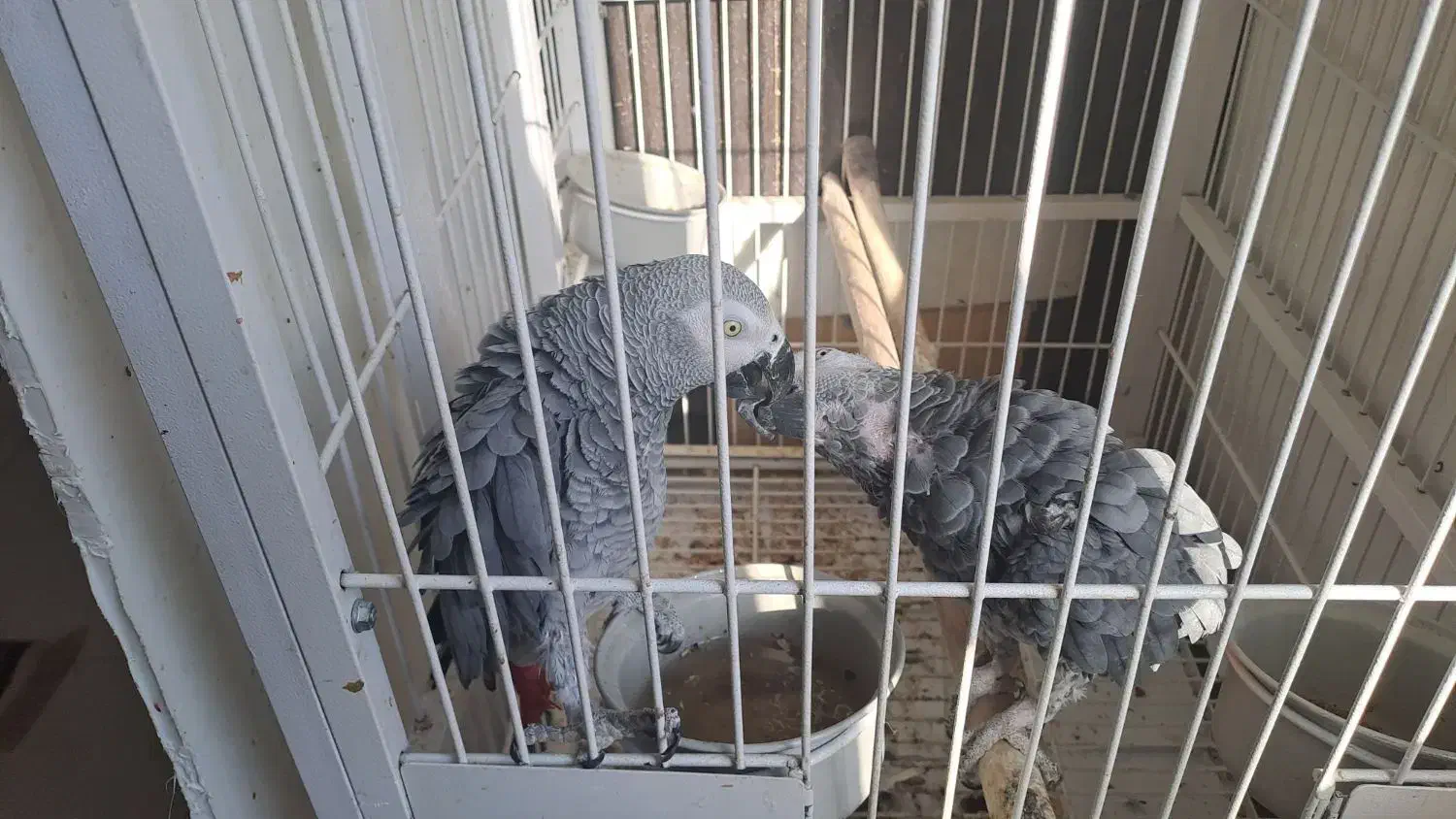 کاسکو نر سخنگو|پرنده|سنندج, |دیوار