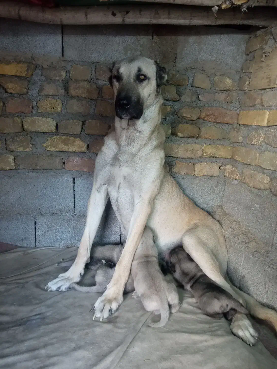 سگ سرابی|سگ|جوکار, |دیوار