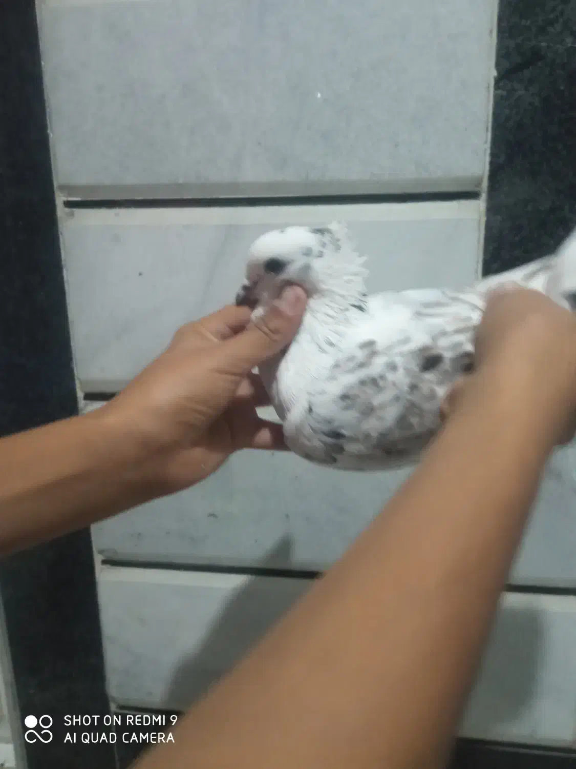 کبوتر بند بند فوق پرش|پرنده|کلاله, |دیوار