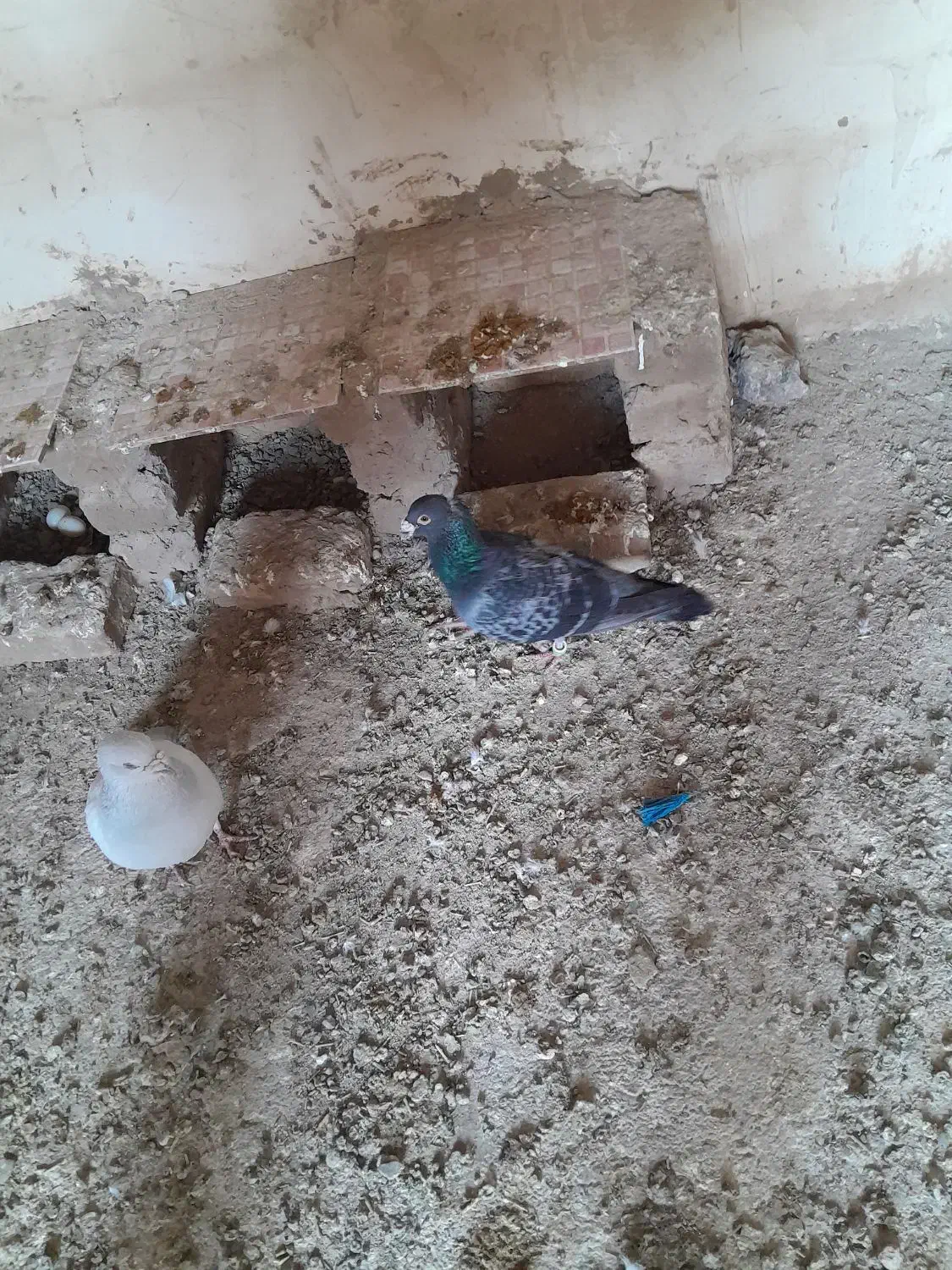 کفتر پاکستانی و پلاکی نر|پرنده|رشتخوار, |دیوار