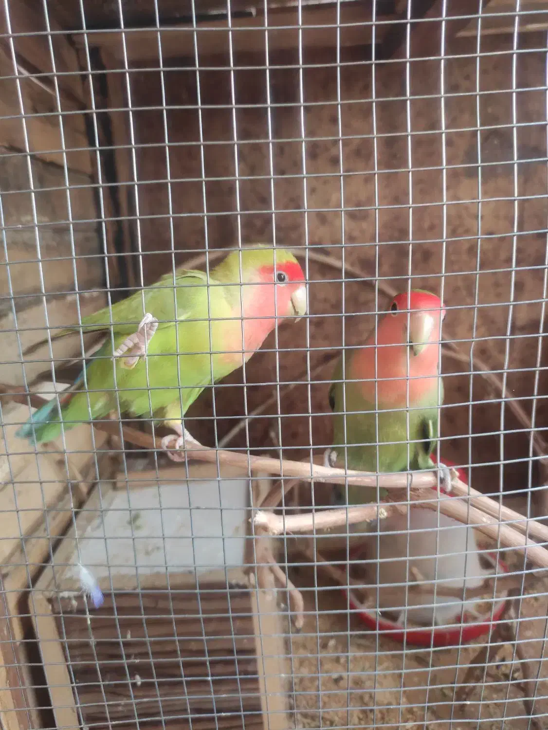 طوطی برزیلی|پرنده|کازرون, |دیوار