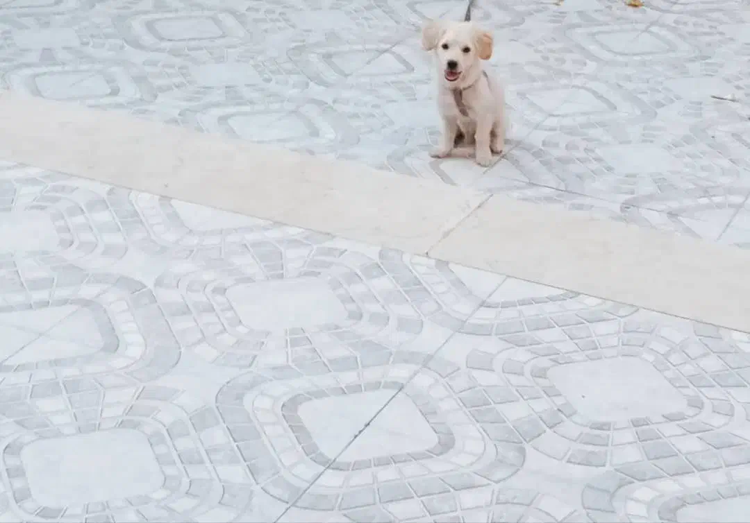 سگ پامر اشپیتز|سگ|سیرجان, |دیوار