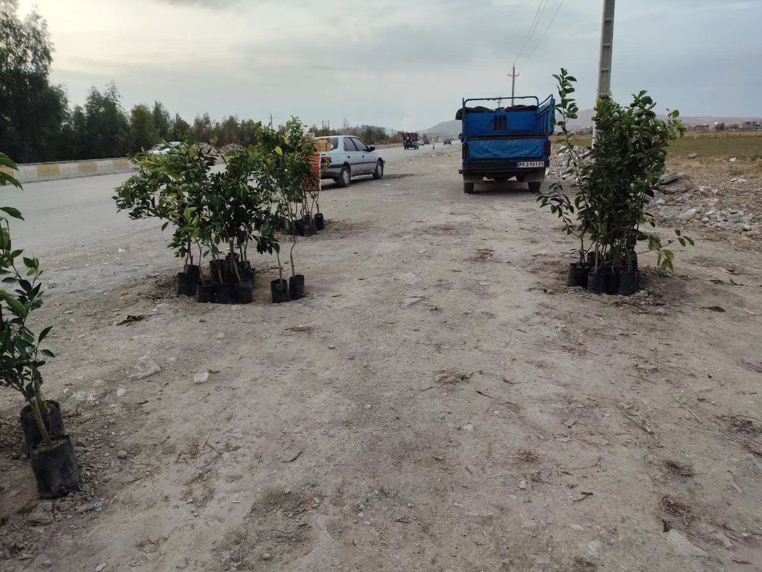 انواع نهال|خدمات باغبانی و درختکاری|سرپل ذهاب, |دیوار