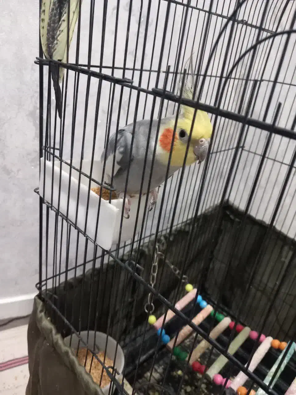 عروس هلندی مولد|پرنده|ری, ملک‌آباد|دیوار