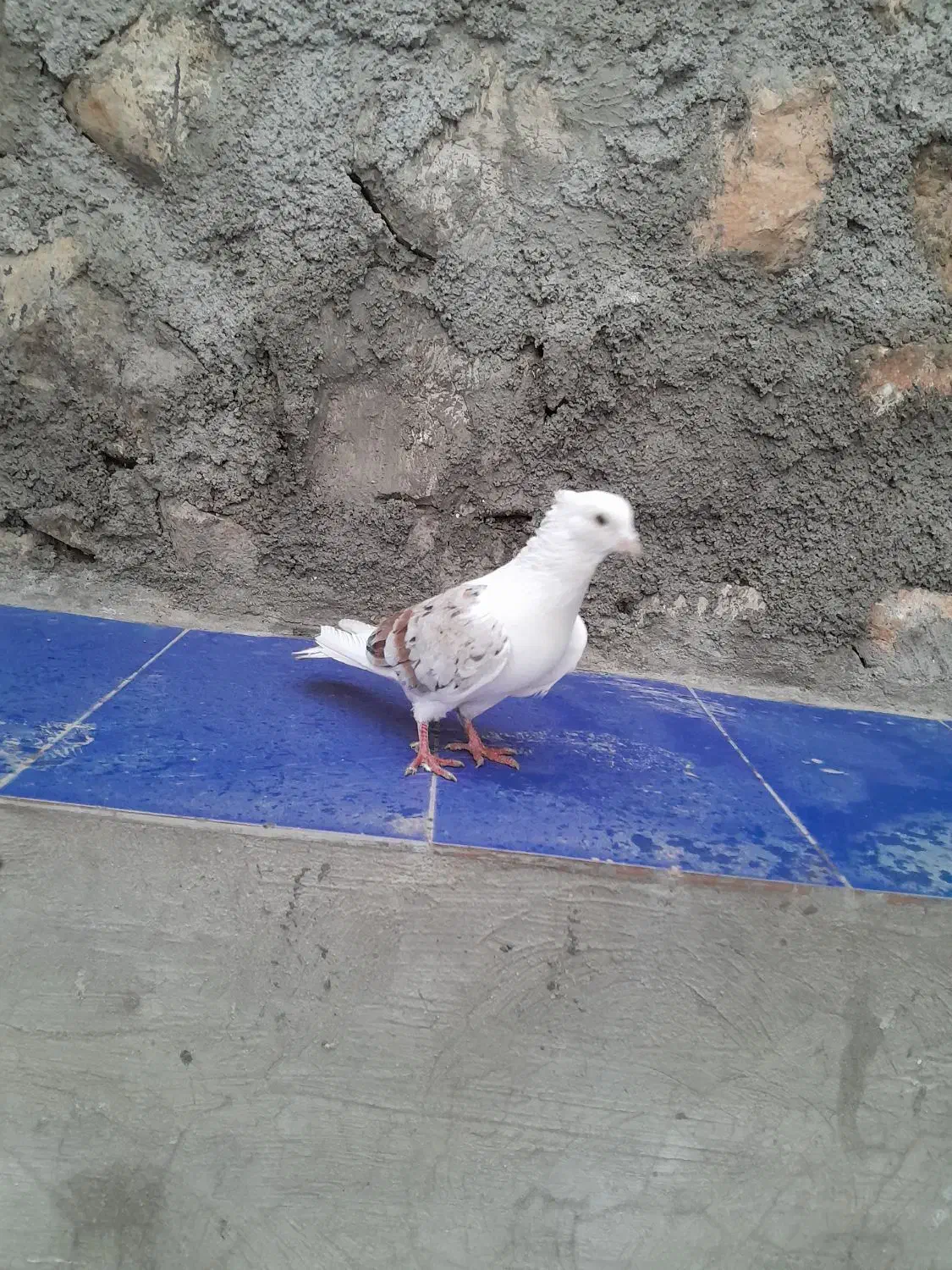 خوشونه|پرنده|چگنی, |دیوار