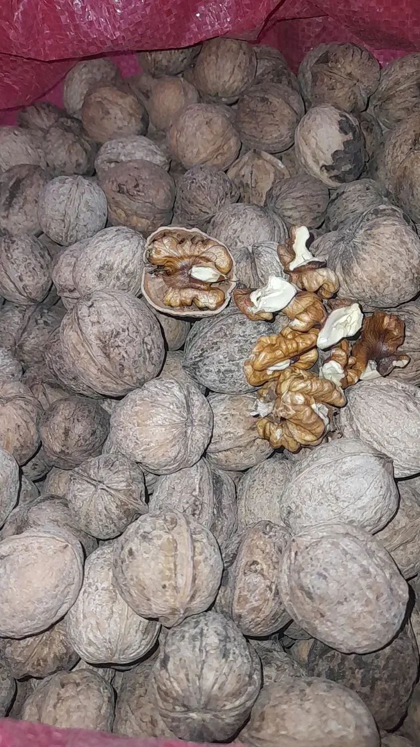 گردو،تَره کوهی|خوردنی و آشامیدنی|مسجد سلیمان, |دیوار