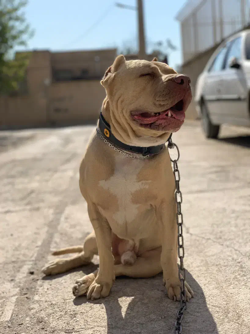 سگ گمشده|سگ|کرمانشاه, |دیوار