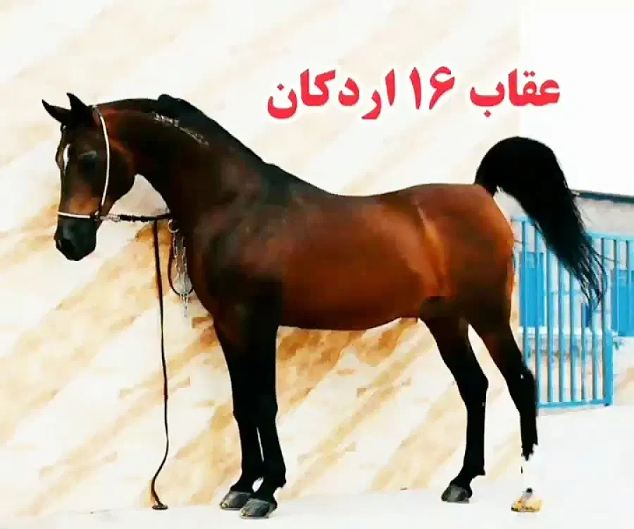 فروش دو راس نریان دره شوری زیر قیمت|اسب و تجهیزات اسب‌سواری|تهران, تهرانپارس غربی|دیوار