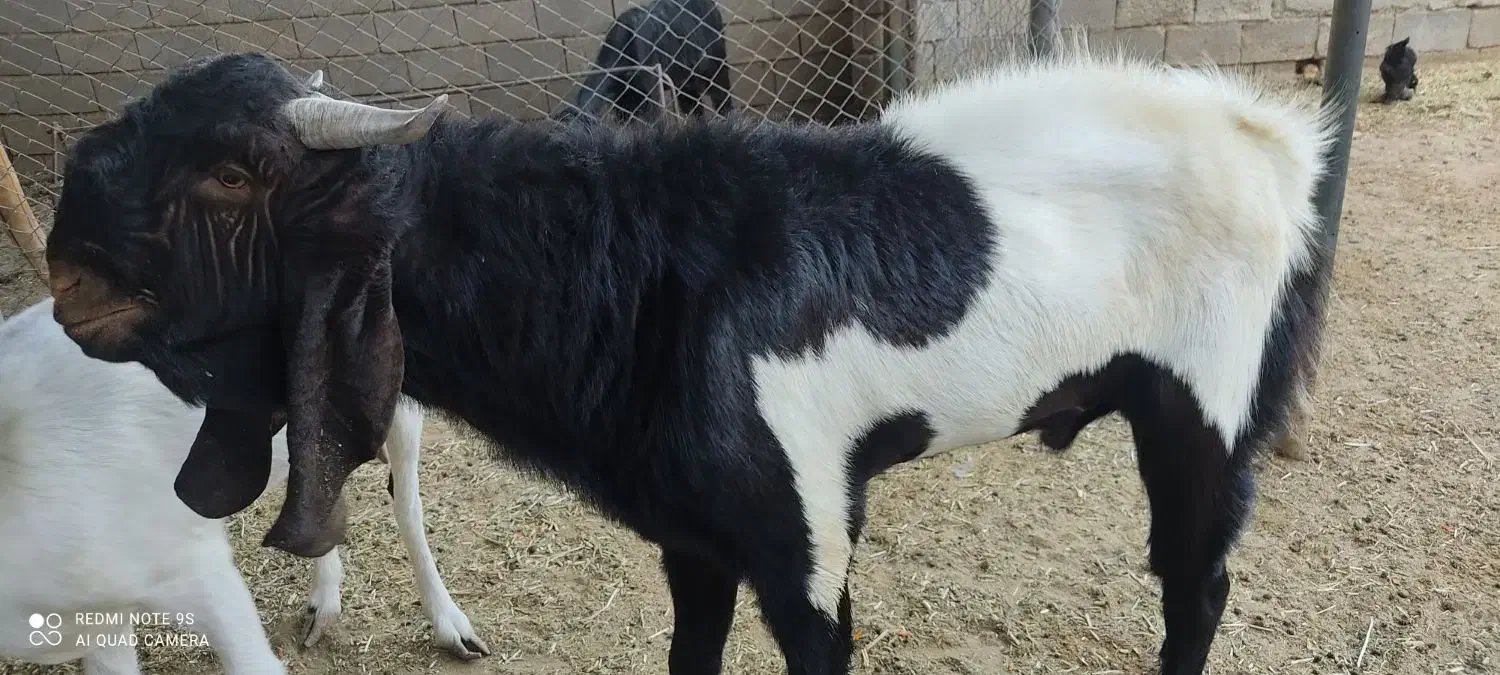 سلام یه چپش یک ساله دو ماه عالی وسالم|حیوانات مزرعه|حلب, |دیوار