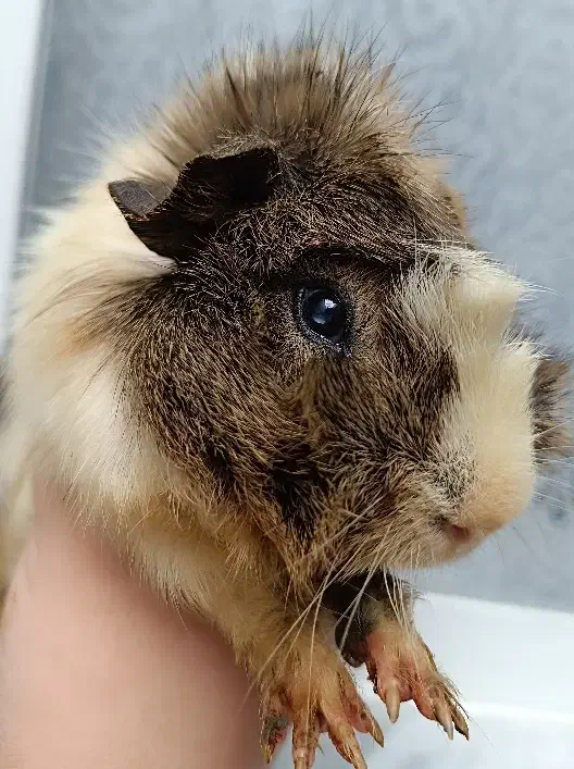 خوکچه هندی|موش و خرگوش|مشهد, حسین‌آباد|دیوار