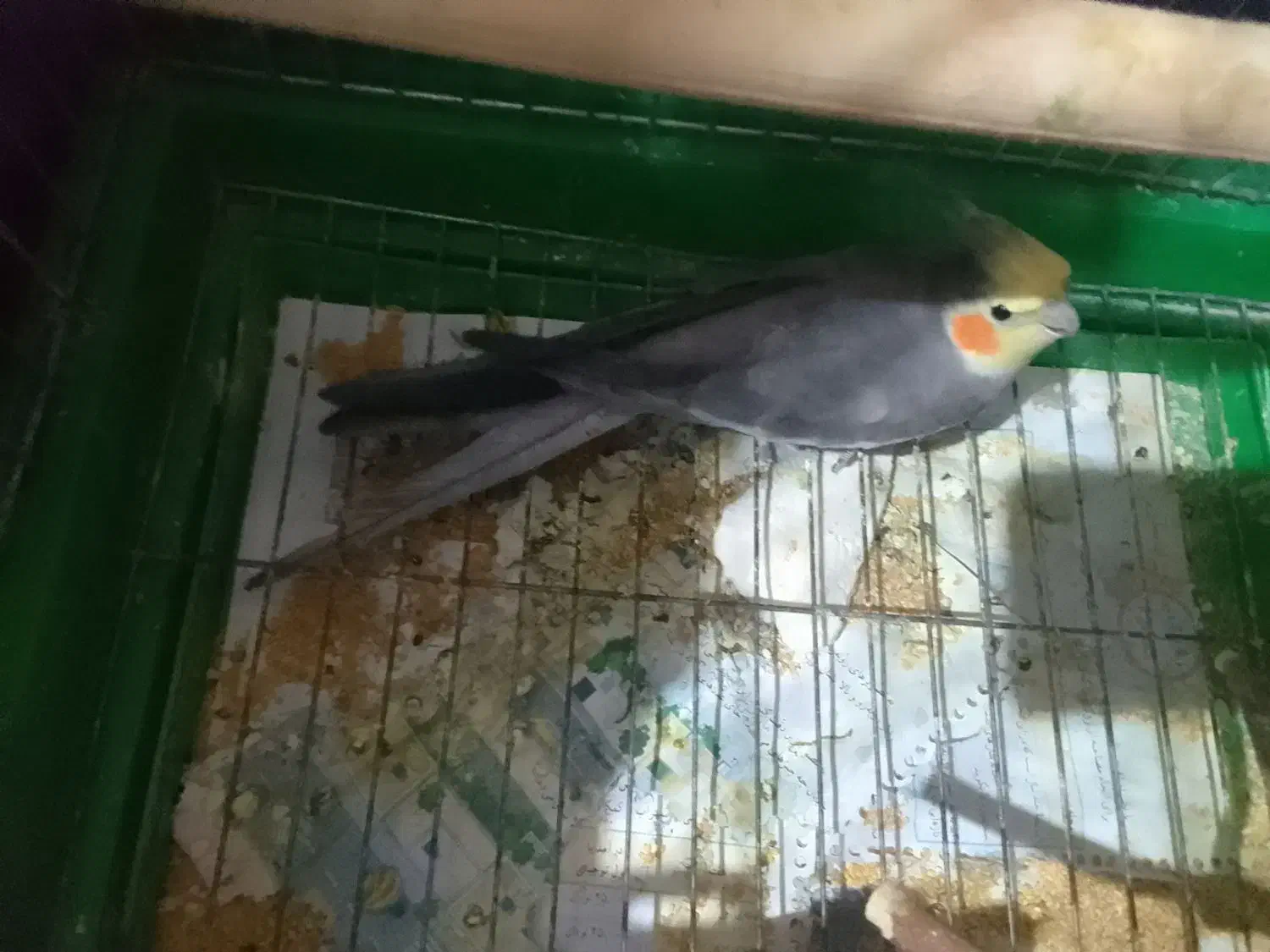 عروس هلندی نر|پرنده|اردبیل, |دیوار