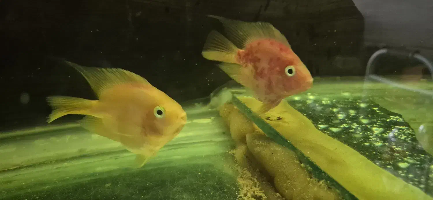 معاوضه ماهی با ماهی|ماهی|شیراز, دروازه اصفهان|دیوار