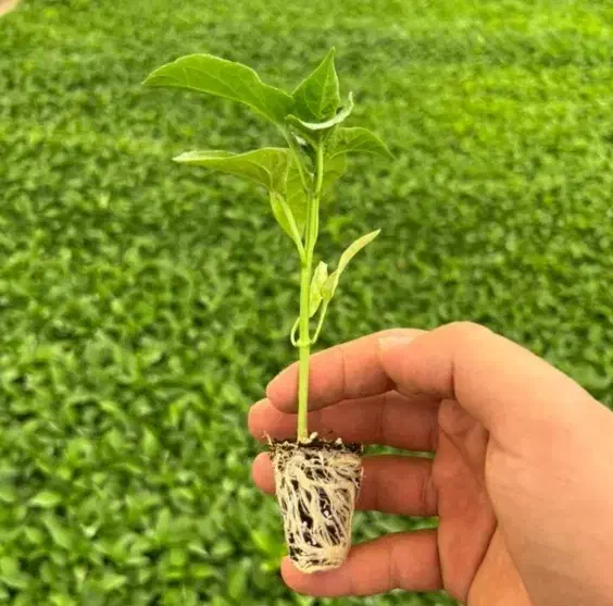 نشا3 گوجه گلخانه ای بادمجان قلم فلفل3تند|خدمات باغبانی و درختکاری|زابل, |دیوار