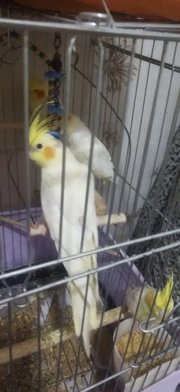 عروس هلندی ۴ ماه|پرنده|چهارباغ, |دیوار