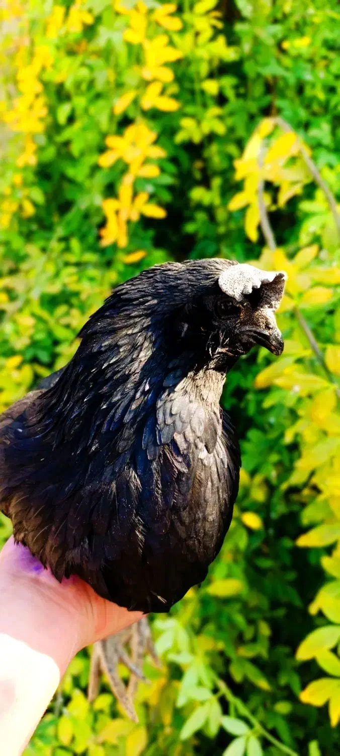 مرغ و خروس ایام سمانی|حیوانات مزرعه|شیراز, باغشهر اهل بیت|دیوار