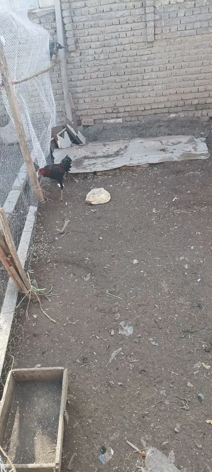 خروس لاری|حیوانات مزرعه|نوشین شهر, |دیوار