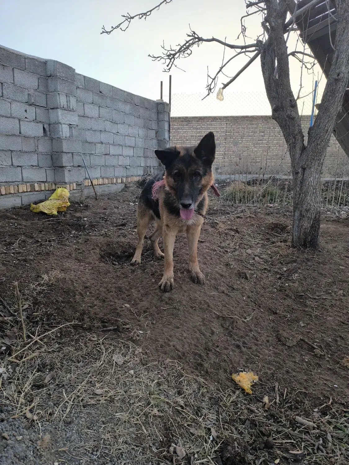 سگ ژرمن|سگ|مرند, |دیوار