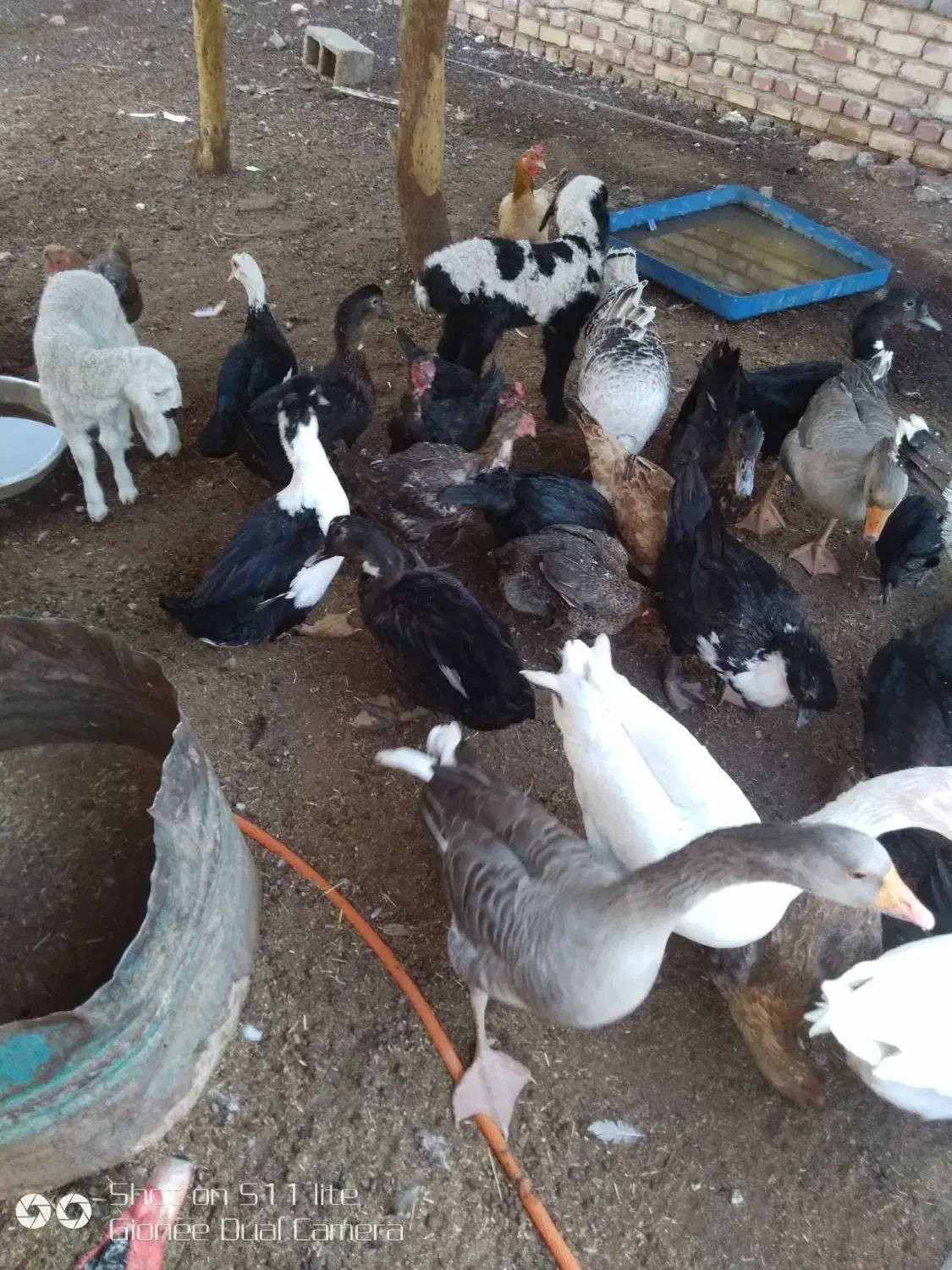 تعدادی مرغ و غاز ، اردک خارجی و بوقلمون|حیوانات مزرعه|کرباسک, |دیوار