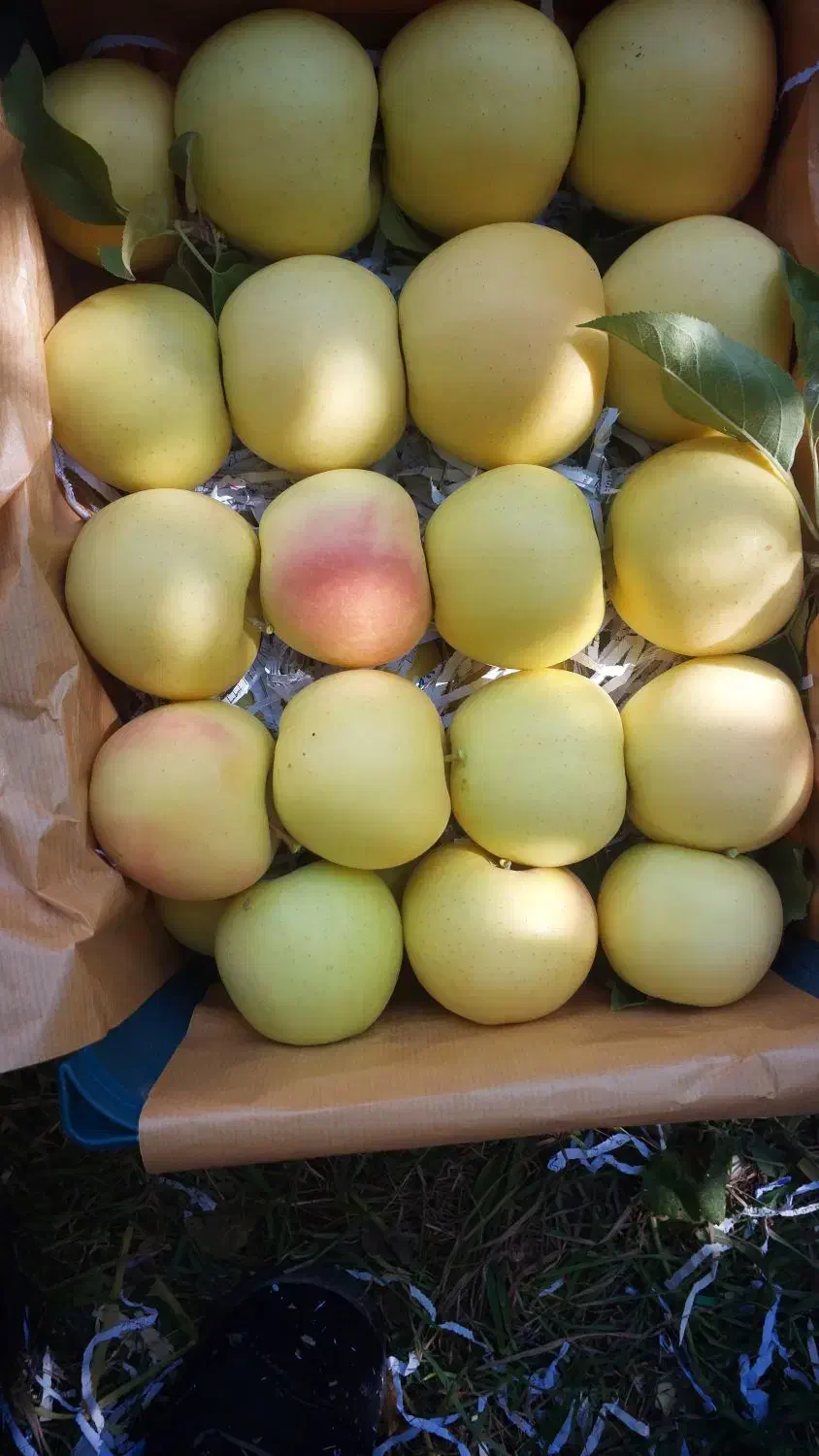 سیب سوپر سفید و قرمز سردخانه|خوردنی و آشامیدنی|زنجان, |دیوار