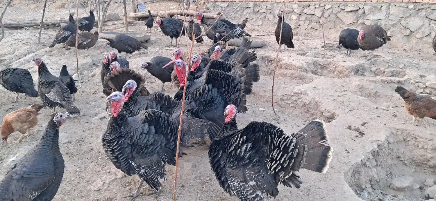 فروش بوقلمون محلی|حیوانات مزرعه|یامچی, |دیوار